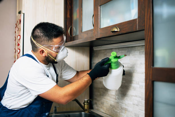 Wasp Removal Services in Fredericksburg, TX